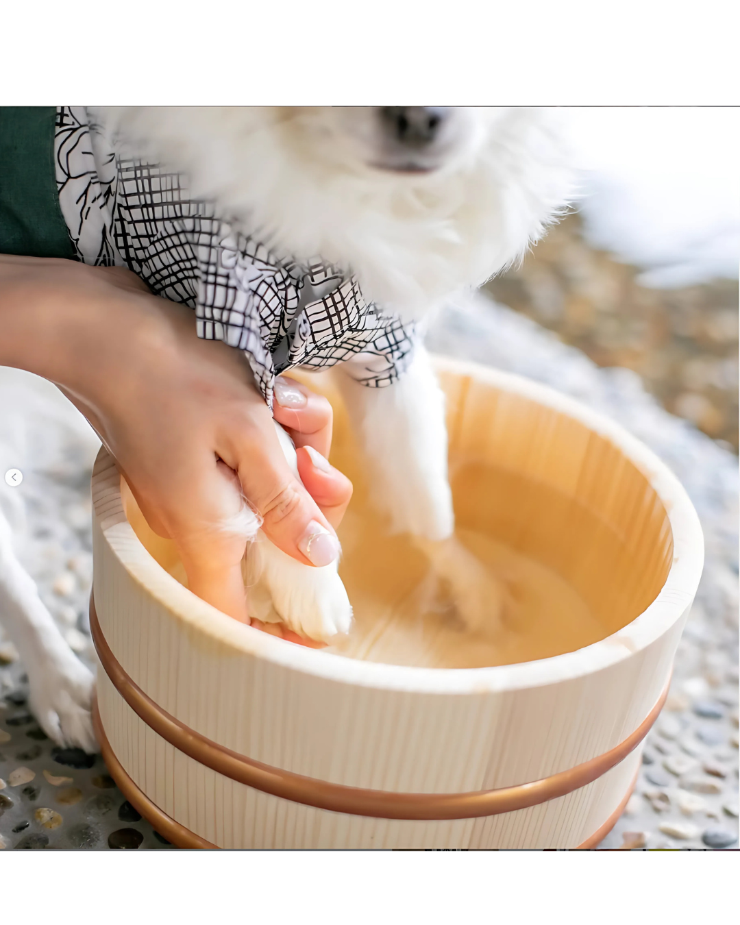 Pet Onsen Treatment