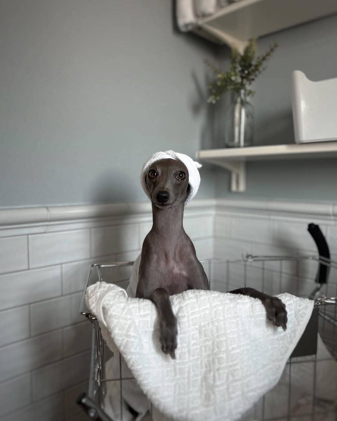Pet Onsen Treatment