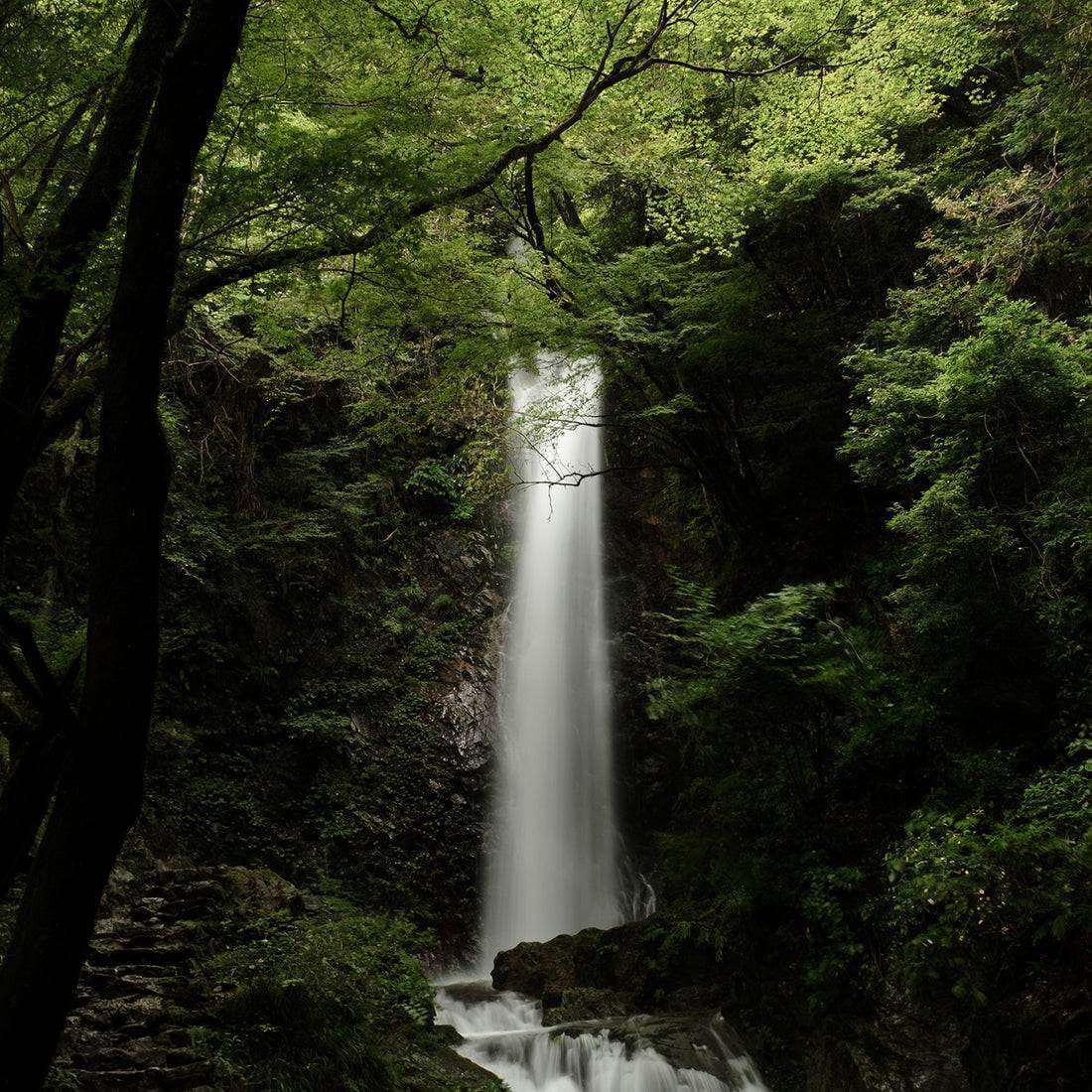 Waterfall amidst lush green forest, symbolizing tranquility and relaxation of Shin Rin Yoku Hinoki Essential Oil PM.