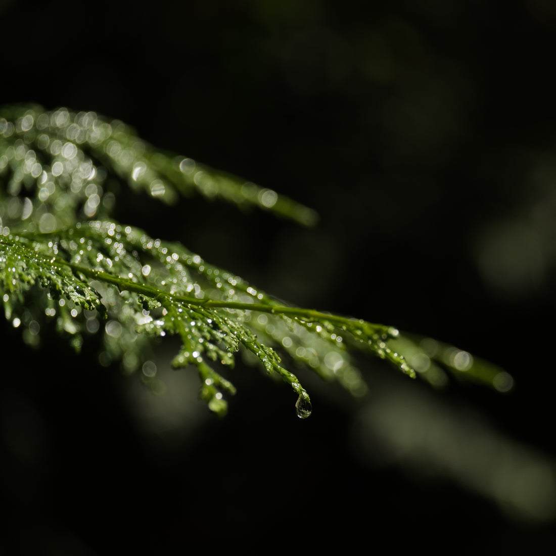 Hinoki leaf with dew representing Shin Rin Yoku Hinoki Essential Oil PM from Hinohata Village, Tokyo.
