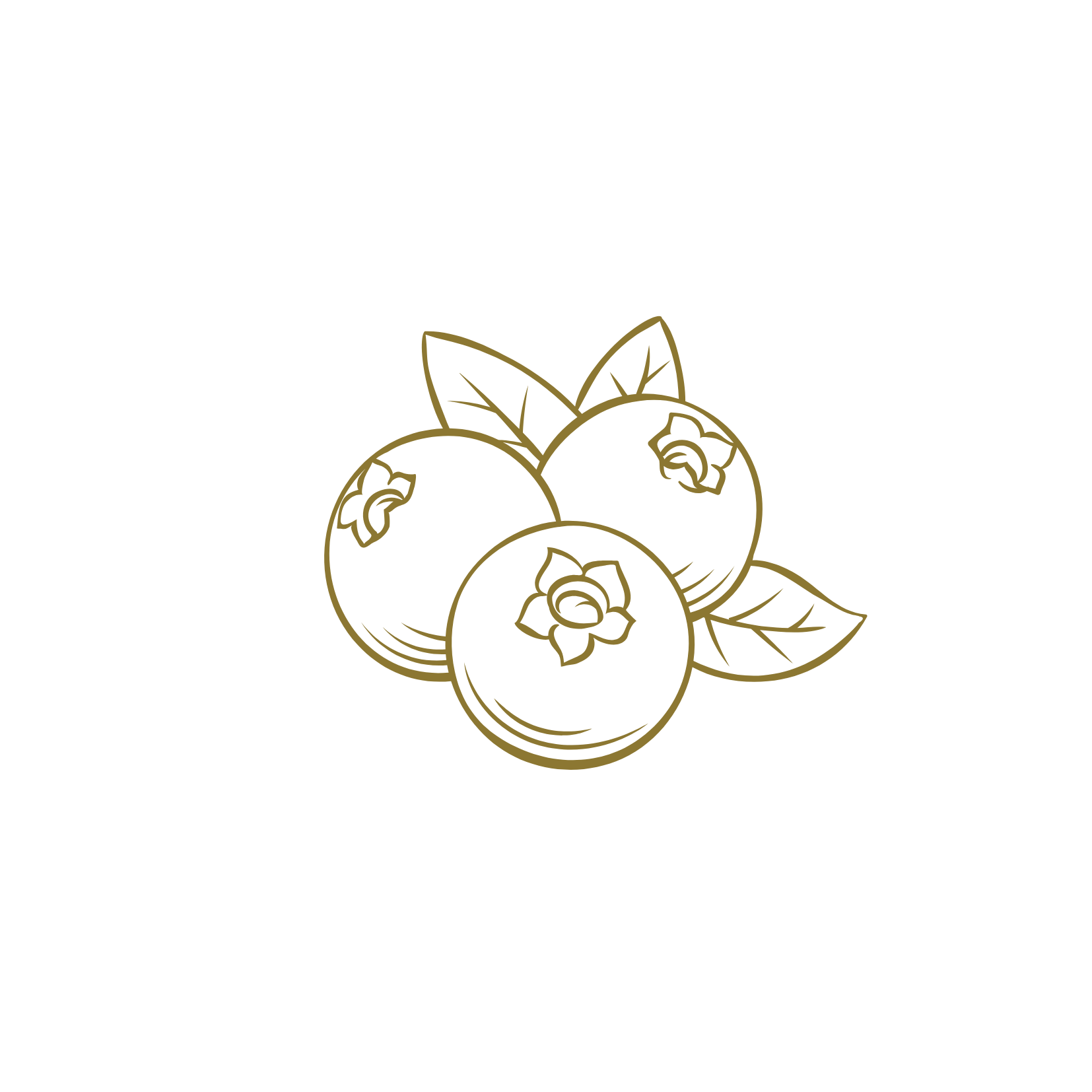 Line art illustration of blueberries with leaves, representing botanical ingredients used in skincare and wellness products.
