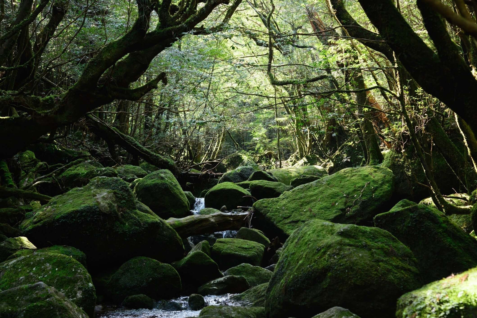 Wabi-Sabi in Japanese Cosmetics: The Beauty of Imperfection