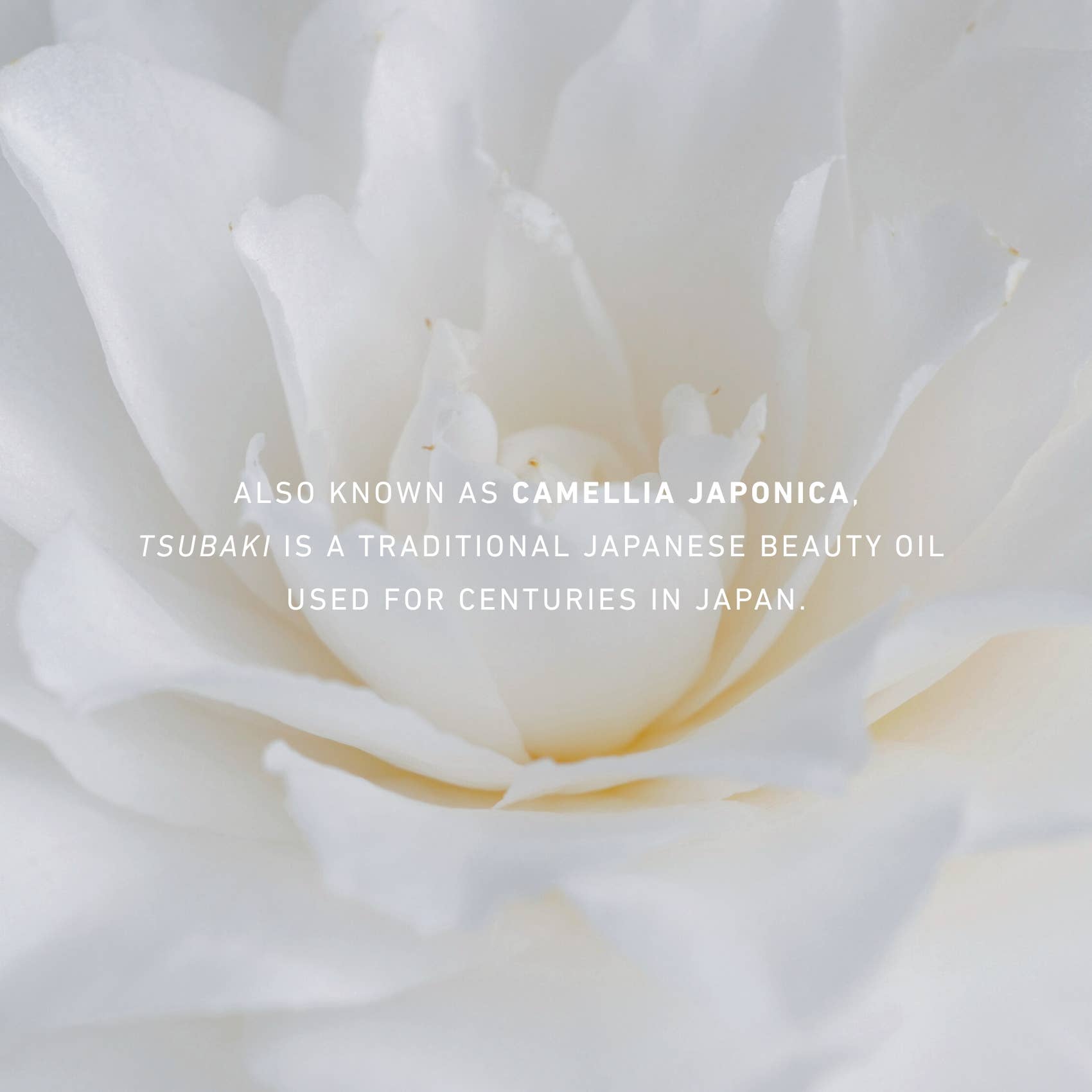 Camellia Foam Cleanser