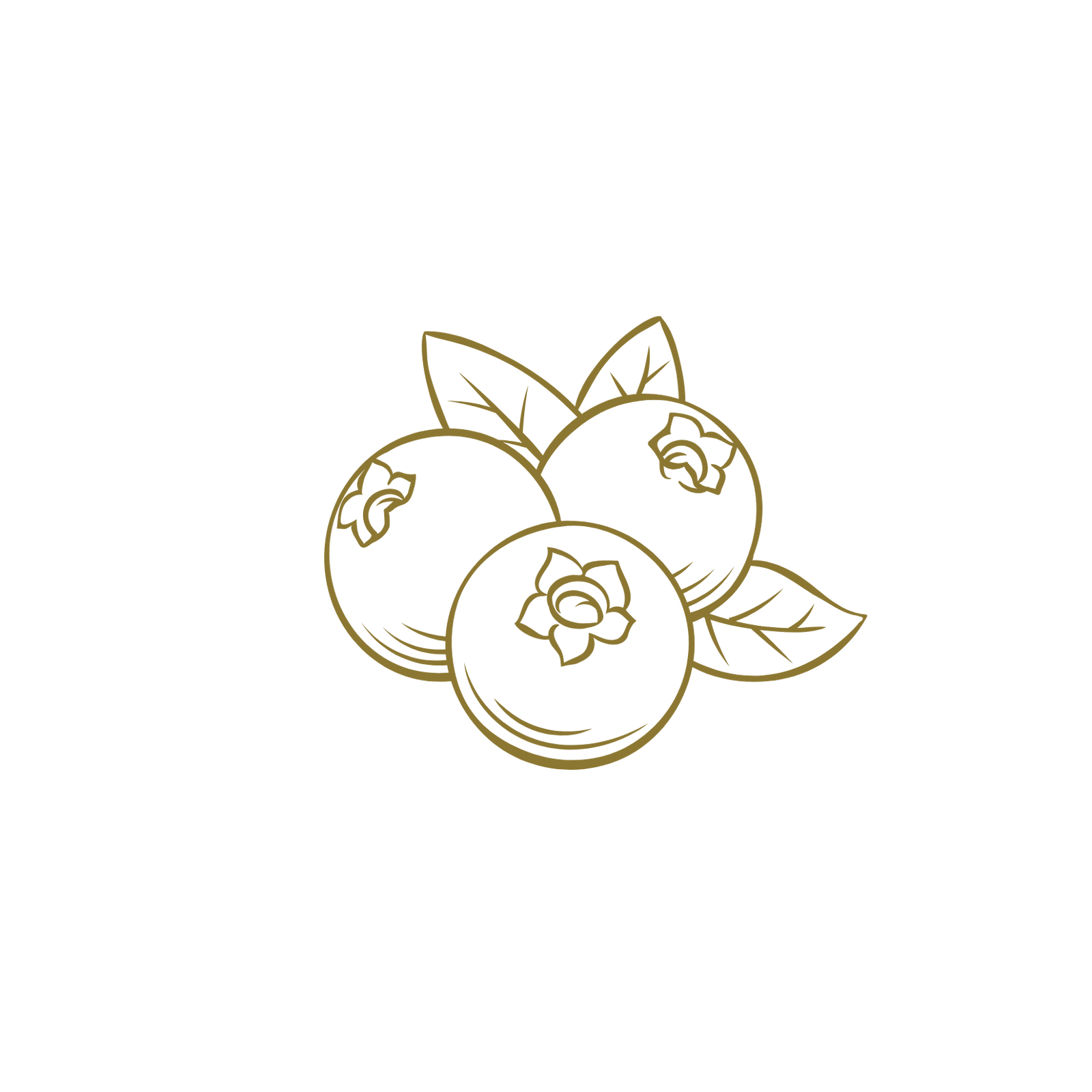 Line art illustration of blueberries with leaves, representing botanical ingredients used in skincare and wellness products.
